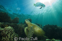 "raggi di luce"nel blu di sipadan.450 d+10-22 canon by Paolo Zulli 